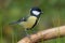 TheÂ great titÂ & x28;Parus major& x29;Â 